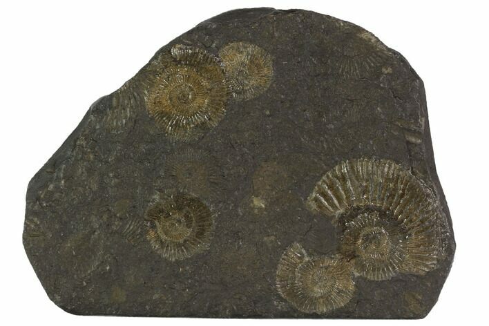 Dactylioceras Ammonite Cluster - Posidonia Shale, Germany #100255
